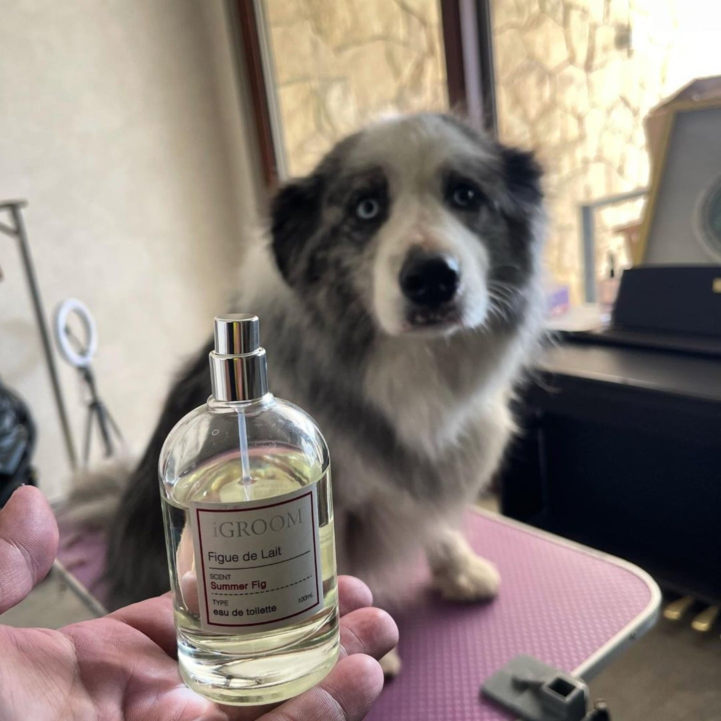 Figue de Lait Dog Perfume - Summer Fig Scent
