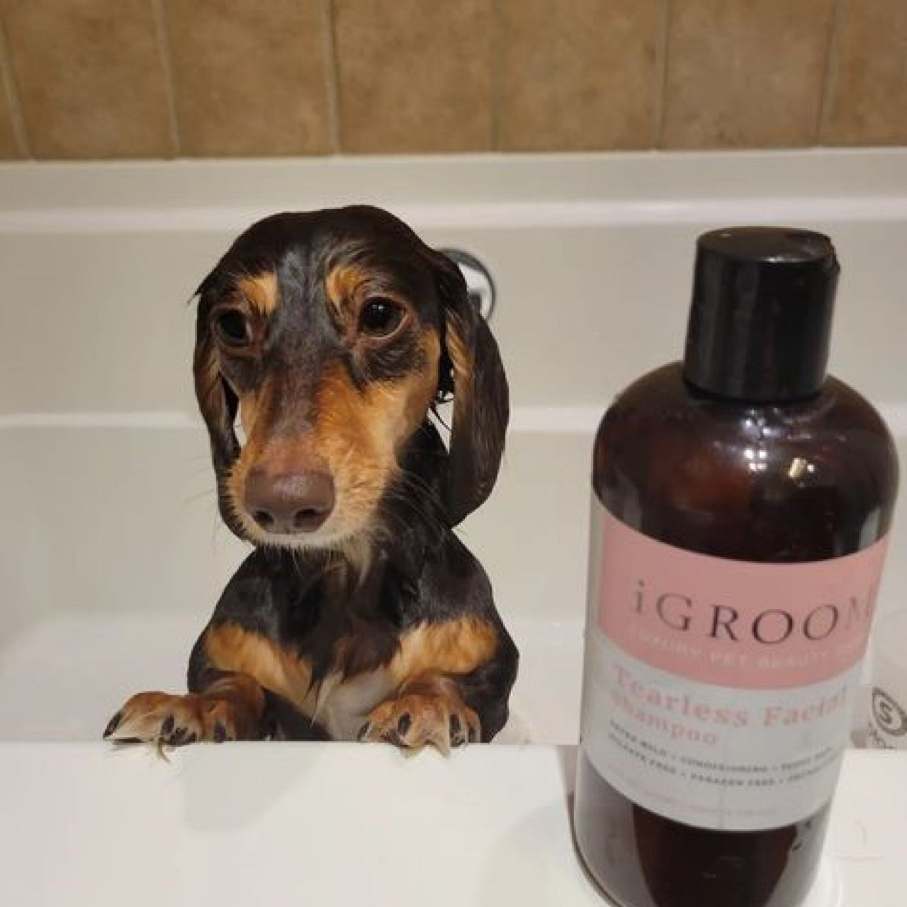 Tearless Facial Pet Shampoo