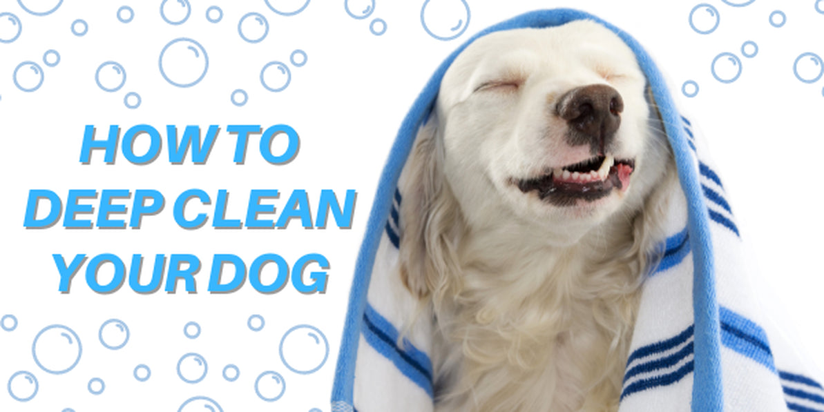 A Step-by-Step Guide to Deep Cleaning Your Dog