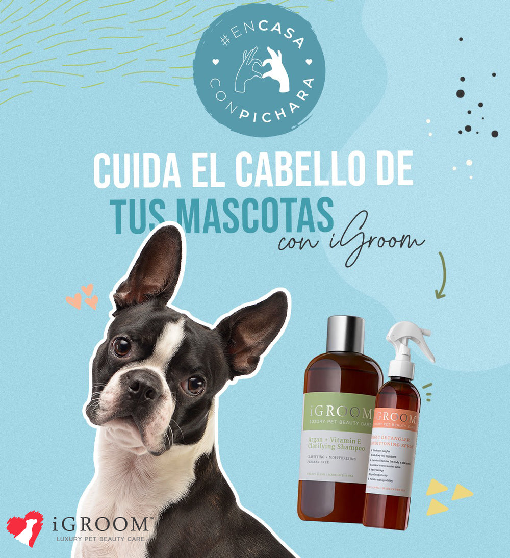Argan Vitamin E Pet Moisturizing Shampoo iGroom