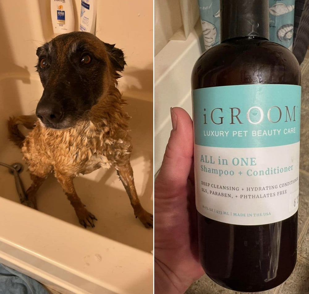 
                  
                    All-In-One Pet Shampoo + Conditioner
                  
                